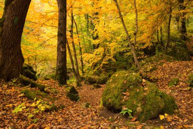 Doğal peyzaj sonbahar orman