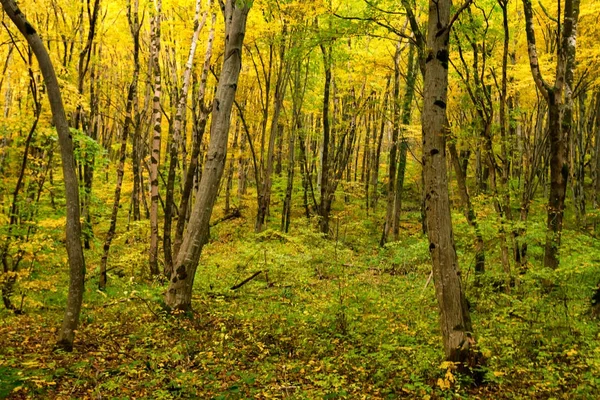 Paesaggio paesaggistico della foresta autunnale — Foto Stock