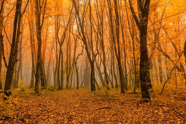 Malerische Landschaft des Herbstwaldes — Stockfoto