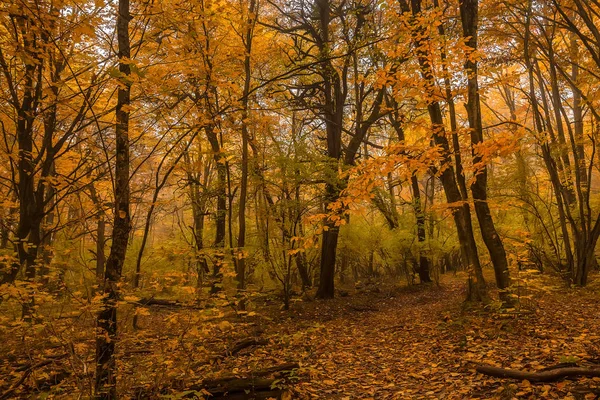Az őszi erdő festői táj — Stock Fotó