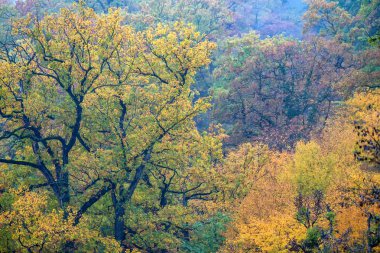 Doğal peyzaj sonbahar orman