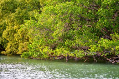 Mangrov çalılar ile kıyı hattı