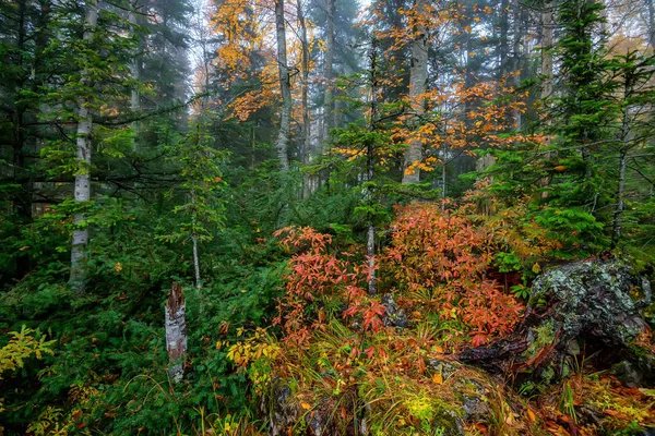 Malerische Landschaft des Herbstwaldes — Stockfoto