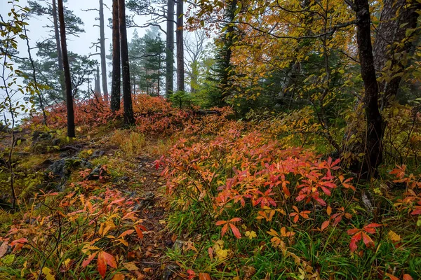 Natursköna landskap av skog i höst och ensamt träd — Stockfoto