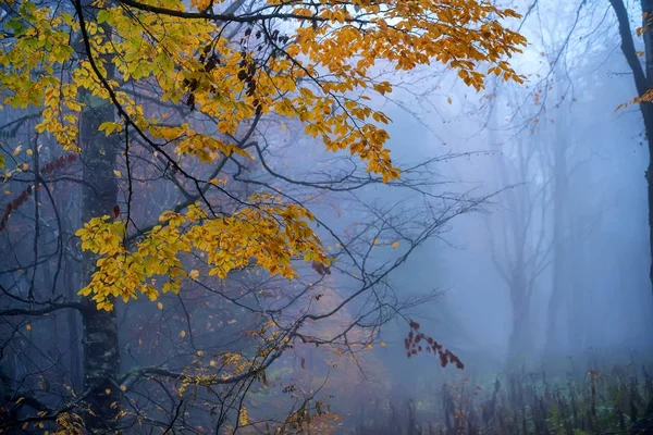Az őszi erdő festői táj — Stock Fotó