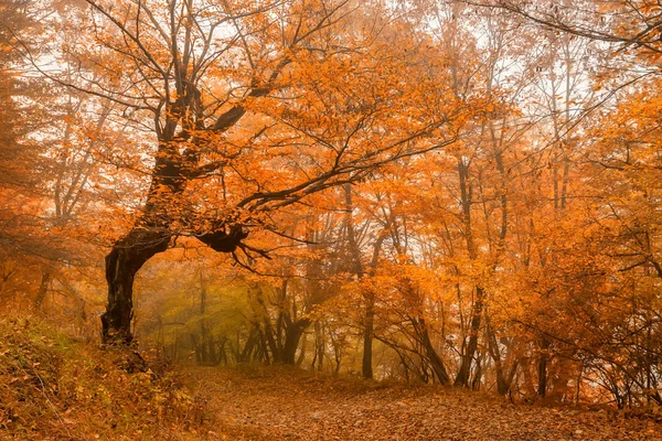 Peisaj pitoresc de pădure în toamnă și copac singuratic — Fotografie, imagine de stoc