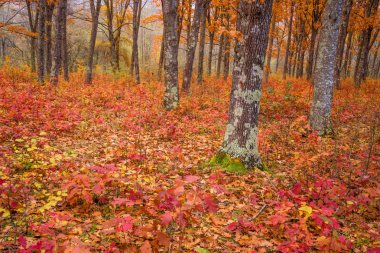Güzel sonbahar ormanı