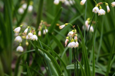 Yaz kar tanesi veya Loddon Lily