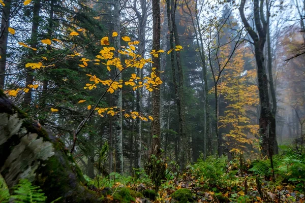 Paysage pittoresque de la forêt en automne et arbre solitaire — Photo
