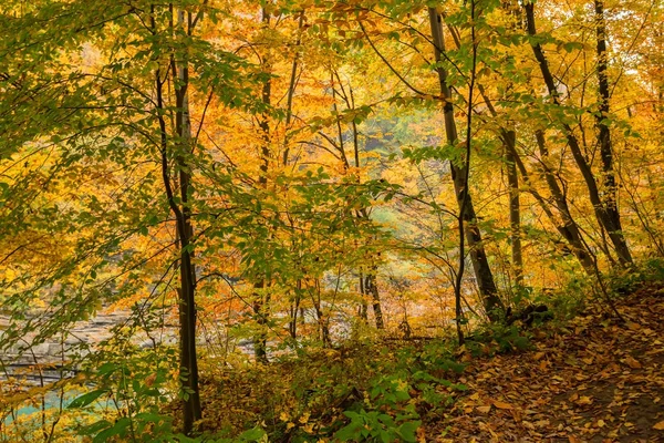 Schilderachtige landschap herfst bos — Stockfoto