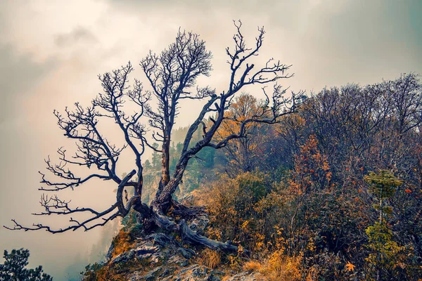 ファンタジー干しツリーと秋の風景 — ストック写真