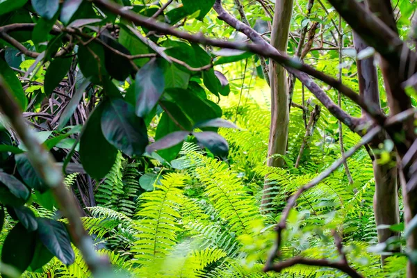 Piękny widok na las deszczowy z paprociami — Zdjęcie stockowe