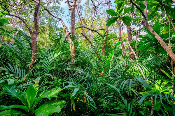 Vacker utsikt över regnskogen med ormbunkar — Stockfoto