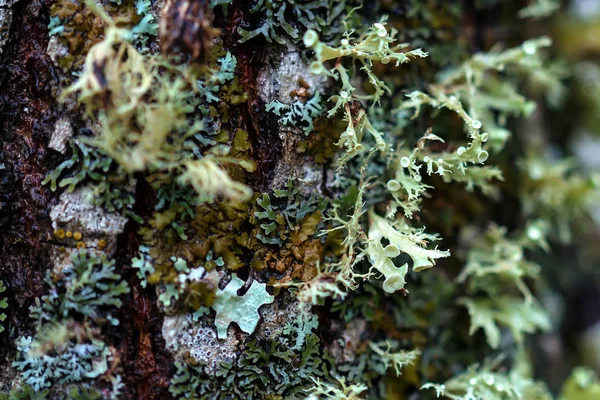 Primo piano di licheni colorati — Foto Stock