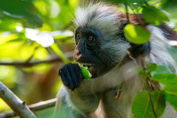 Zanzibar röd colobus eller Procolobus kirkii — Stockfoto