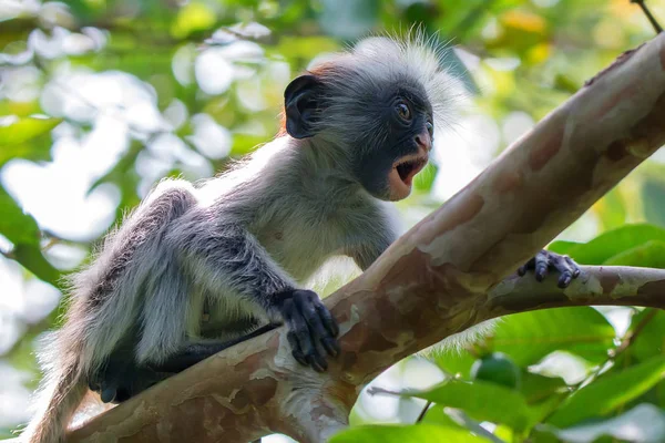 宝贝桑给巴尔红色疣猴或 Procolobus kirkii — 图库照片