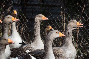 Yerli kaz geleneksel çiftlikte