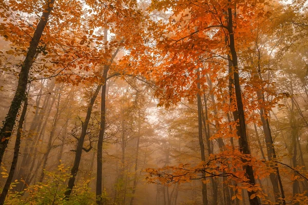 Paysage pittoresque de forêt d'automne — Photo