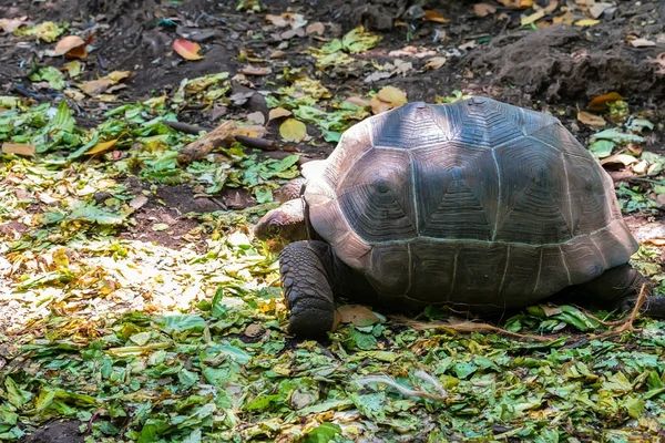 Aldabra dev kaplumbağası.