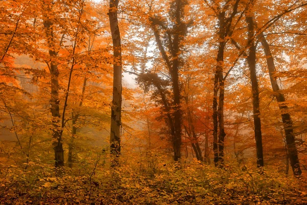 Malebná krajina podzimní les — Stock fotografie