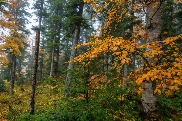 Scenic landscape of autumn forest — Stock Photo, Image