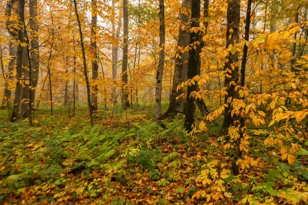 Paisagem cênica da floresta de outono — Fotografia de Stock