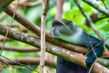 Doğal peyzaj sonbahar orman