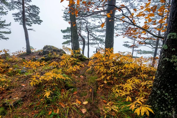 秋の森の風光明媚な風景 — ストック写真
