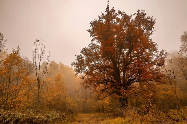 Paisagem cênica de floresta em queda e árvore solitária — Fotografia de Stock