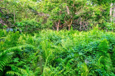 Yağmur ormanı eğrelti otları ile doğal görünümü