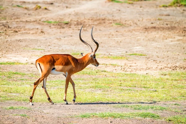 Impala ou Aepyceros melampus — Fotografia de Stock