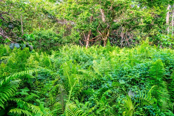 Piękny widok na las deszczowy z paprociami — Zdjęcie stockowe