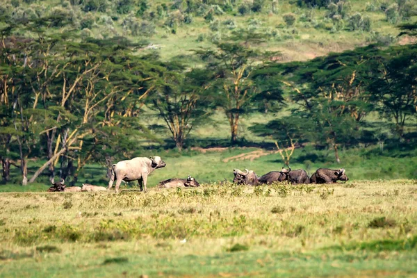 Stádo afrických buvolů v savannah — Stock fotografie