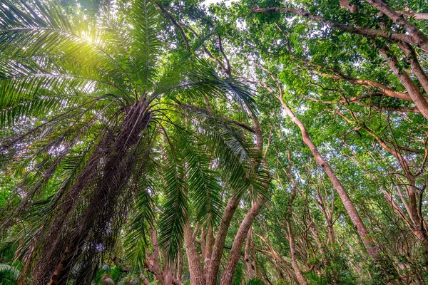 Мальовничий вид на джунглі з долонями — стокове фото
