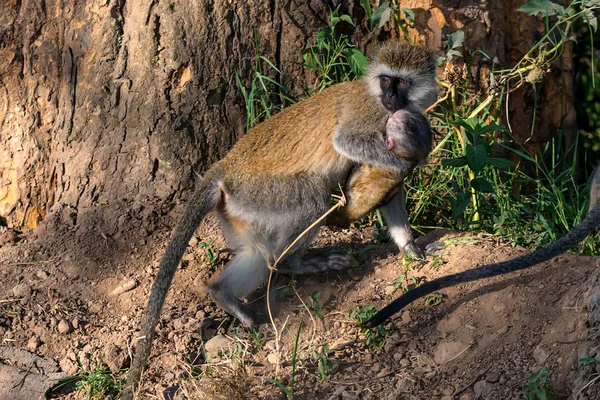 Kočkodani opice nebo Chlorocebus pygerythrus — Stock fotografie