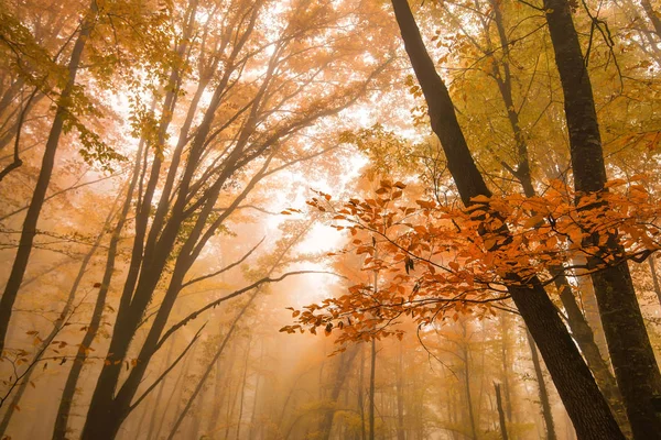 Natursköna landskapet i höst skog — Stockfoto