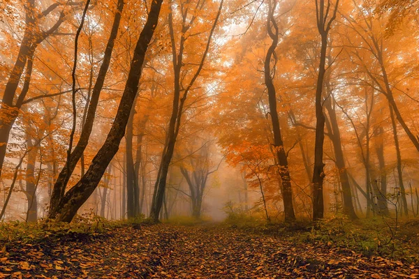 Peisajul pitoresc al pădurii de toamnă — Fotografie, imagine de stoc