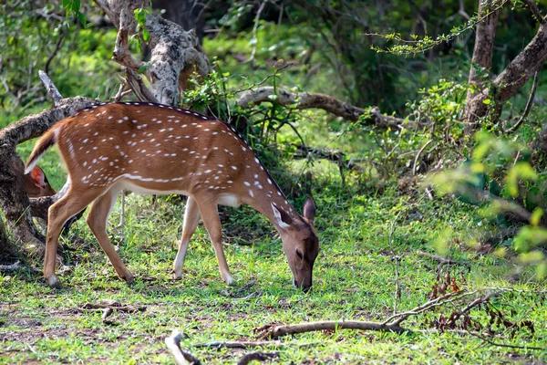 Eine Herde gefleckter Hirsche oder Achsfutter — Stockfoto