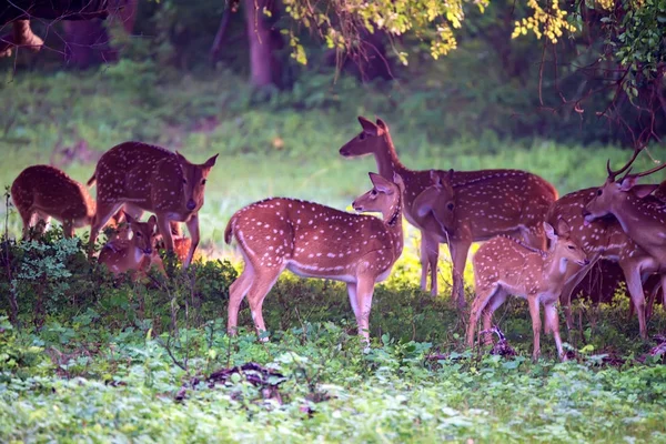 Un troupeau de cerfs tachetés ou de butineurs de l'Axe — Photo