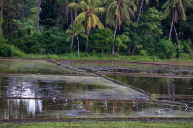 Sri Lanka pirinç bitkileri alanlarla