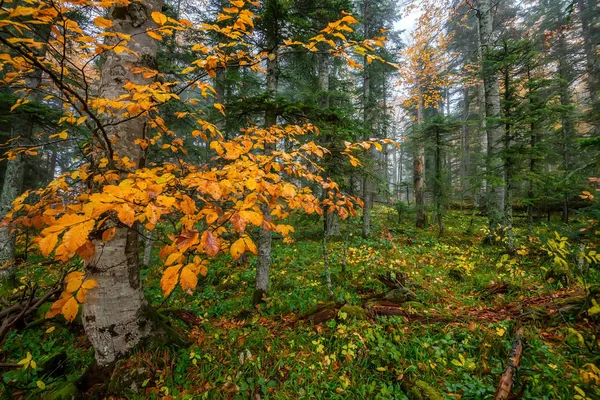 Paisagem cênica da floresta de outono — Fotografia de Stock