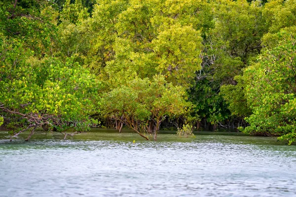 Pobřežní linie s mangrovové keře — Stock fotografie
