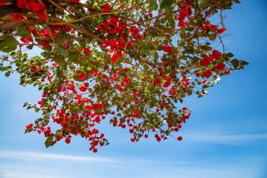 pembe Begonviller çiçek