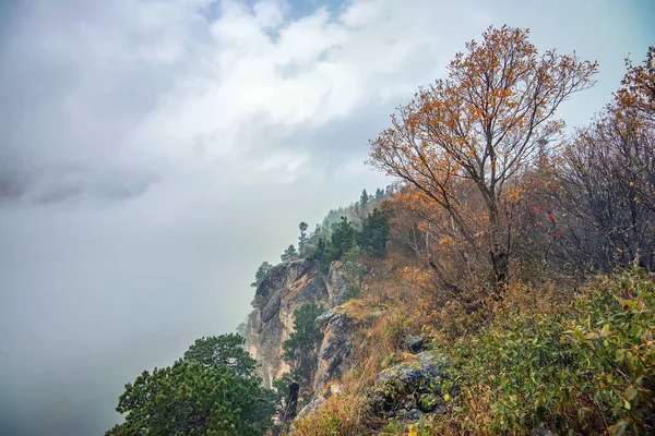 Paisaje escénico del bosque en otoño y árbol solitario —  Fotos de Stock