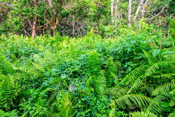 Yağmur ormanı eğrelti otları ile doğal görünümü — Stok fotoğraf