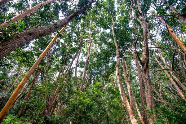 Yağmur ormanı maun ağaçları ile doğal görünümü — Stok fotoğraf