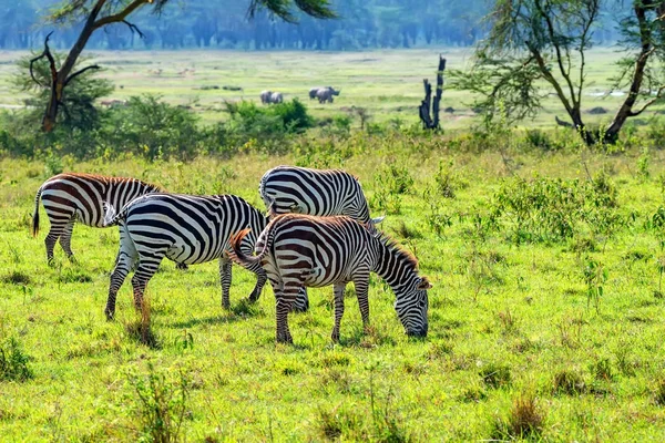 Зебры пасутся в саванне — стоковое фото
