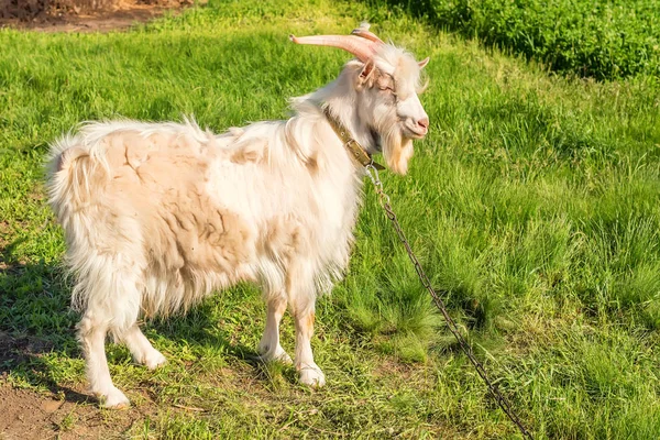 Capra maschio bianca al pascolo — Foto Stock