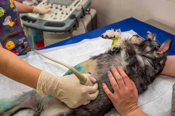 Köpek veteriner kliniğinde tarama ultrason sahip — Stok fotoğraf