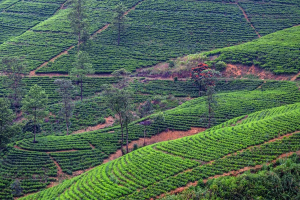 Theeplantage landschap in Sri Lanka — Stockfoto